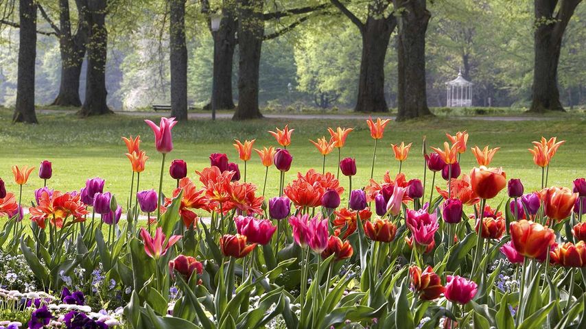 Tulpen, Baden-Baden, Baden-Württemberg, Deutschland 