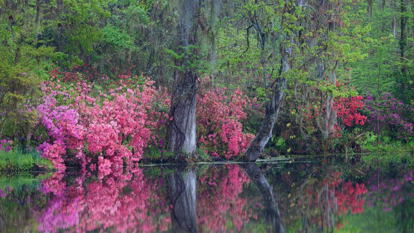 Blühende Azaleen, Magnolia Plantation and Gardens, Charleston, South Carolina, USA