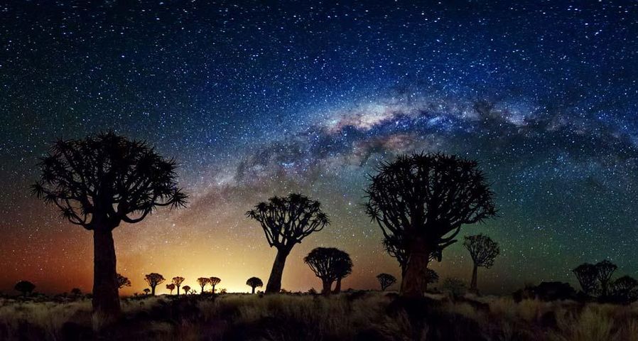 Die Milchstraße erstreckt sich über dem Köcherbaumwald, Namibia