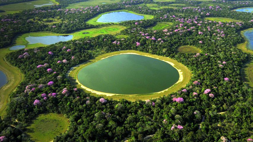 Das Feuchtgebiet Pantanal, Brasilien 