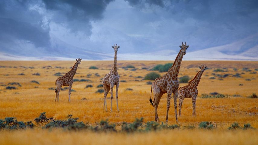 Kleine Giraffenherde, Namibia