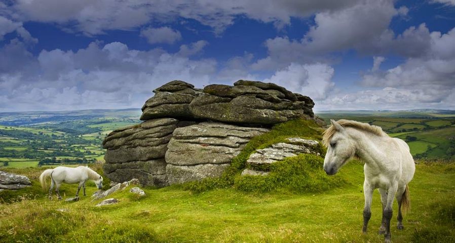Zwei Ponys grasen in den Hügeln von Dartmoor, England – Adam Burton/Photolibrary ©