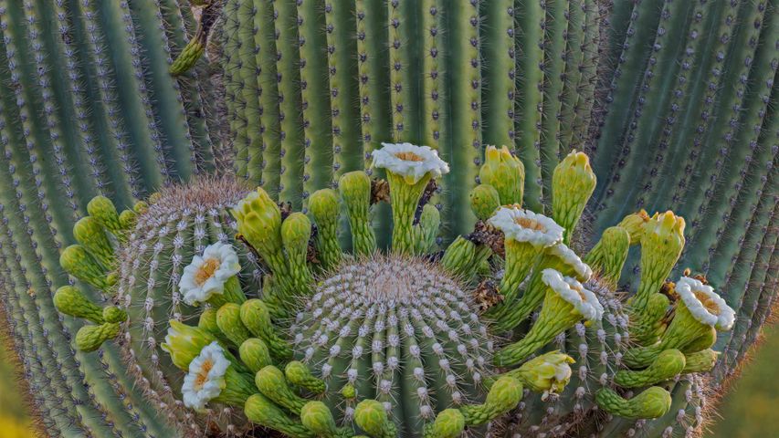 Saguaro-Kaktusblüten, Coronado National Forest, Arizona, USA