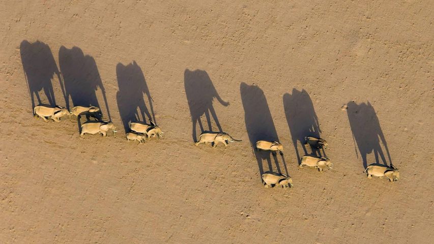 Elefantenherde in der Region Damaraland, Namibia