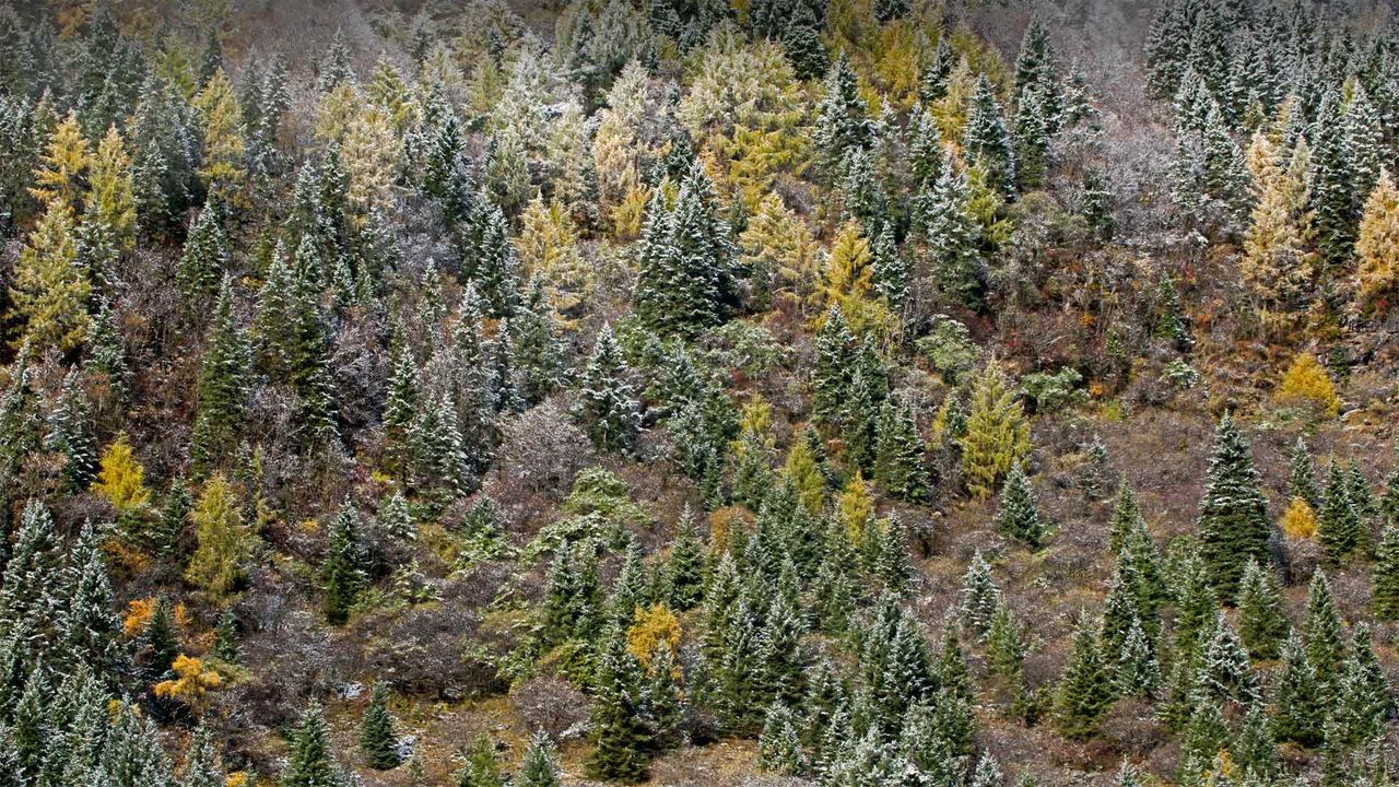 清晨结了霜的树林，中国四姑娘山