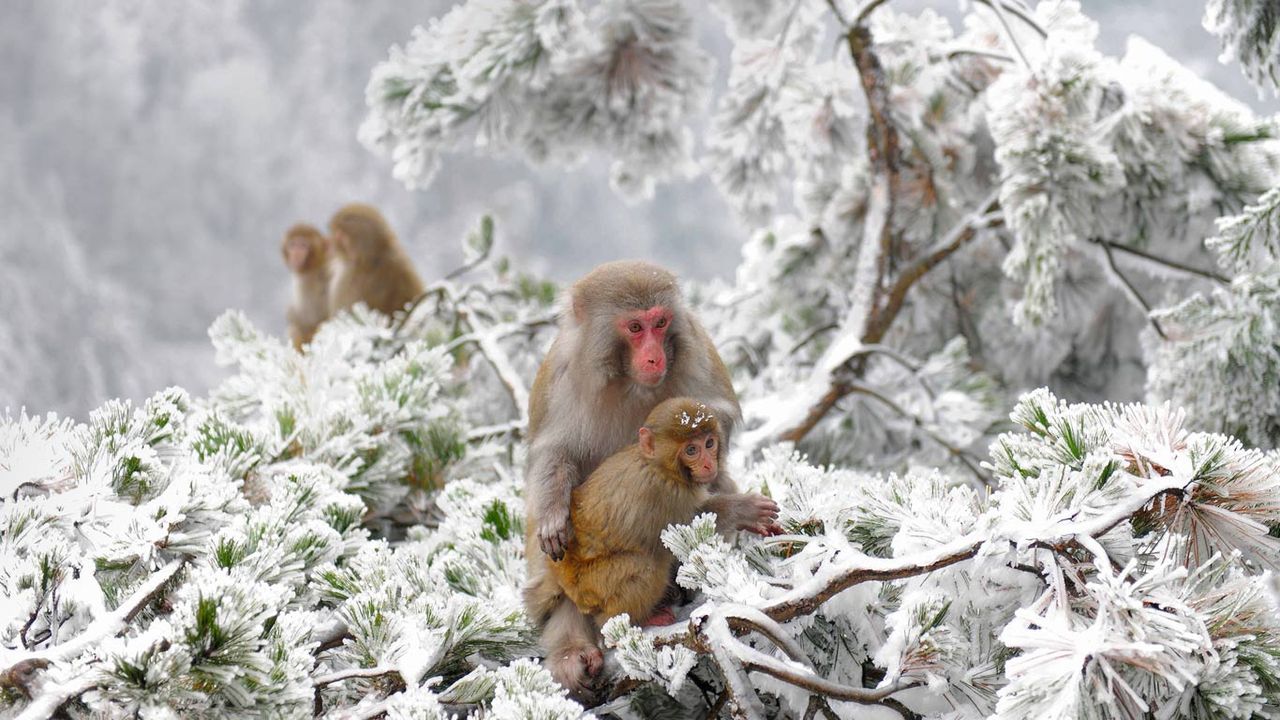 张家界附近武陵源旷野里的几只恒河猴，中国 
