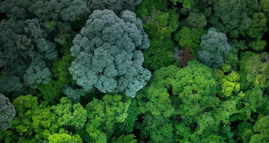 Luftaufnahme eines Waldstücks nahe der malaysischen Stadt Johor – Justin Guariglia/Corbis ©