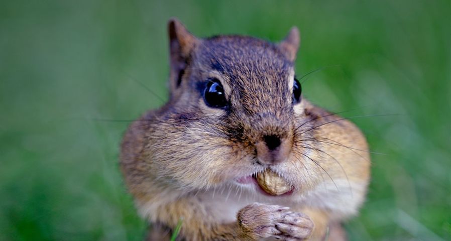 Ein Streifenhörnchen hat die Backen voller Erdnüsse – Frank Cezus/Getty Images ©