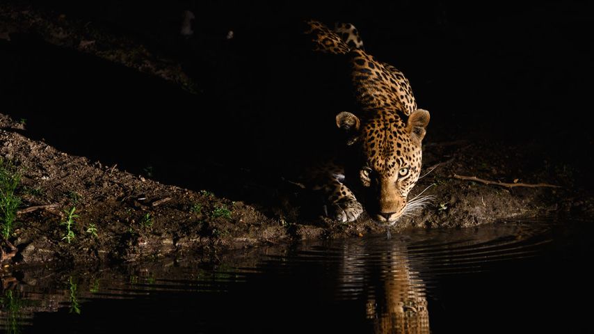 Afrikanischer Leopard im Londolozi-Wildreservat, Südafrika 