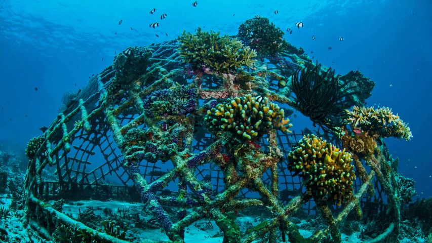 Korallen auf einer Biorockstruktur vor den Gili-Inseln, Indonesien