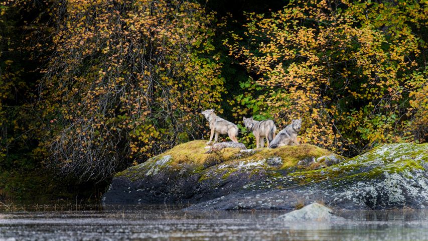 Kanadische Küstenwölfe im Great Bear Rainforest, British Columbia, Kanada
