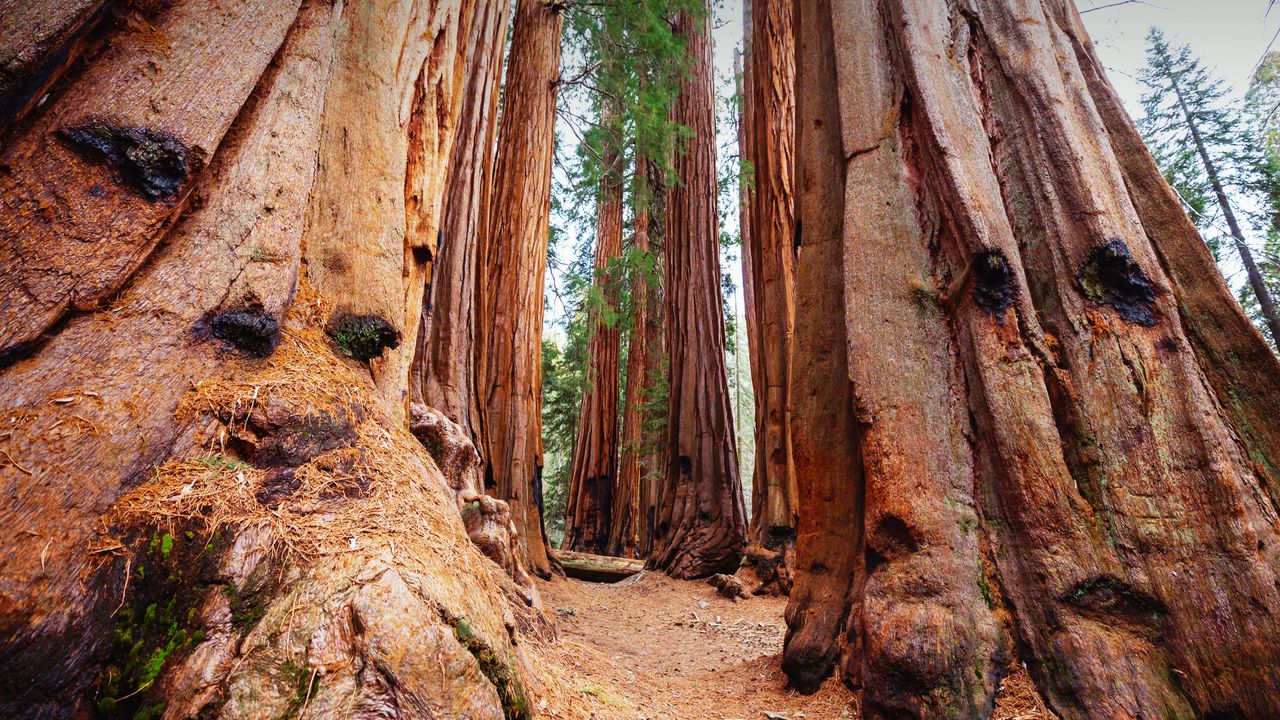Riesenmammutbäume, Sequoia-Nationalpark, Kalifornien, USA