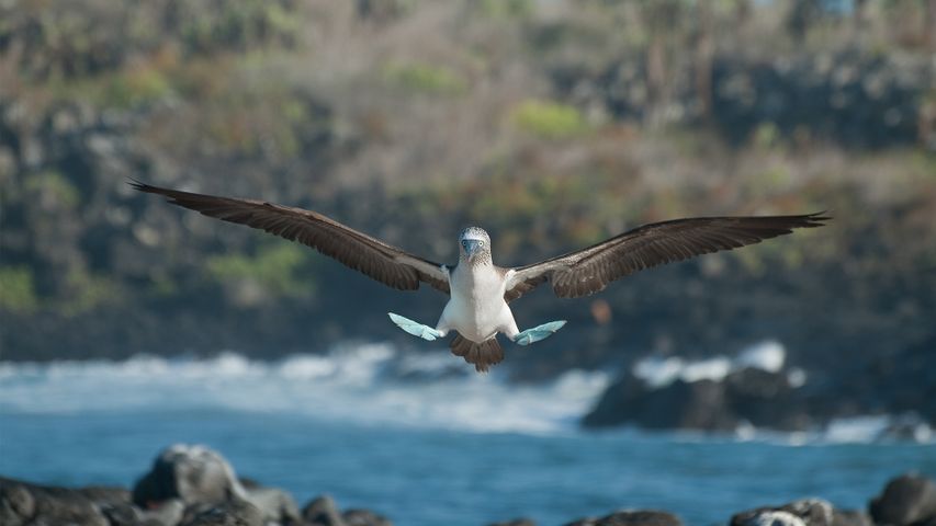 Blaufußtölpel, Galápagos-Inseln, Ecuador