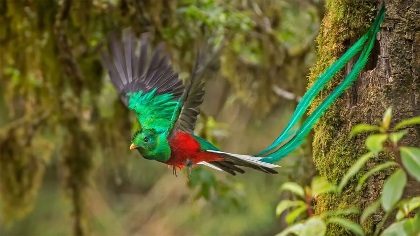 Quetzal-Männchen in Costa Rica 