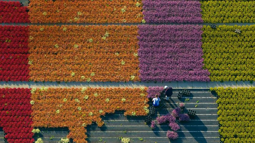 Luftbild eines Blumenfelds, Nordrhein-Westfalen, Deutschland