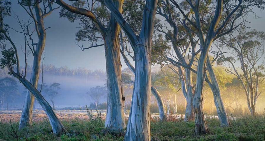 Australische Schneegummi-Bäume – auch Schnee-Eukalyptus genannt - stehen im Cradle-Mountain-Lake-St.-Clair-Nationalpark, Tasmanien