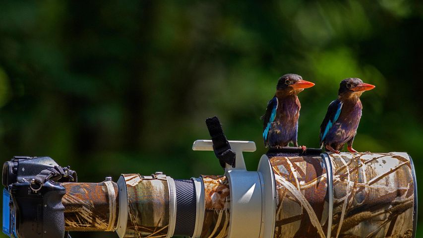 Zwei Eisvögel auf einem Kamera-Objektiv 