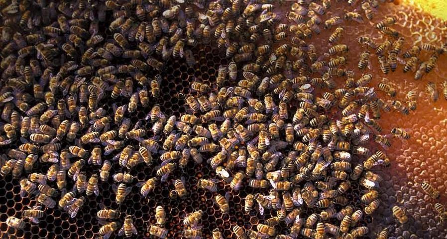 Bienen in San Felice Circeo, Italien