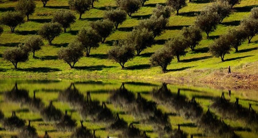 Olivenbäume spiegeln sich inder Oberfläche des Barragem de Alqueva (Alqueva-Stausee) bei Alqueva, Portugal