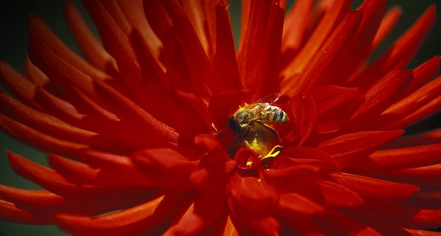 Dahlienblüte mit Honigbiene in der kanadischen Provinz British Columbia –  Chris Cheadle/All Canada Photos ©