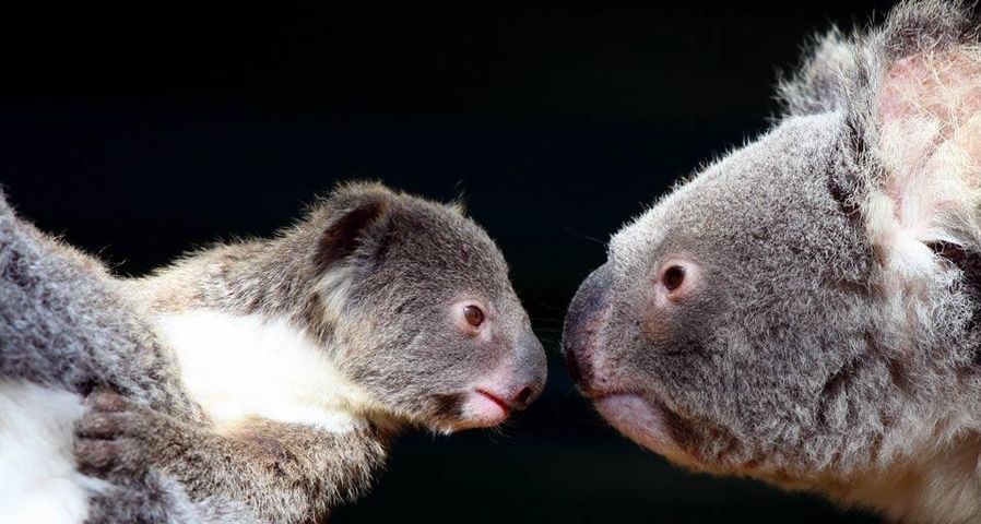 Eine Koala-Familie mit Nachwuchs