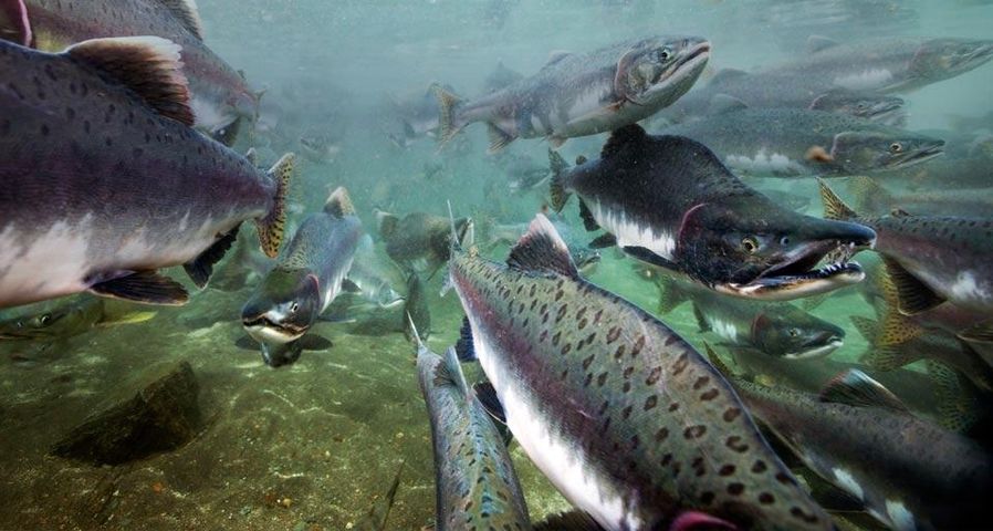 Unterwasseraufnahme von Lachsen zur Laichzeit im Katmai-Nationalpark, Alaska