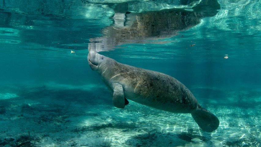 Rundschwanzseekuh in Crystal River, Florida, USA