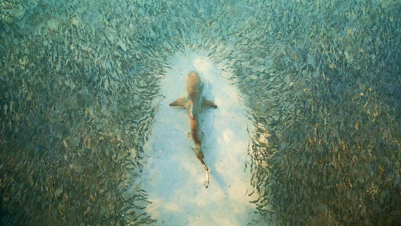 避开鲨鱼追击的鱼群，澳大利亚赫伦岛 