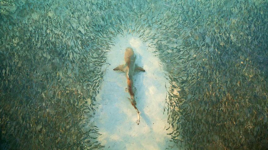 Ein Hai bahnt sich den Weg durch einen Fischschwarm, Heron Island, Australien 