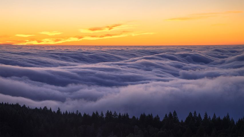 Nebel über dem Mount Tamalpais State Park, Kalifornien, USA 