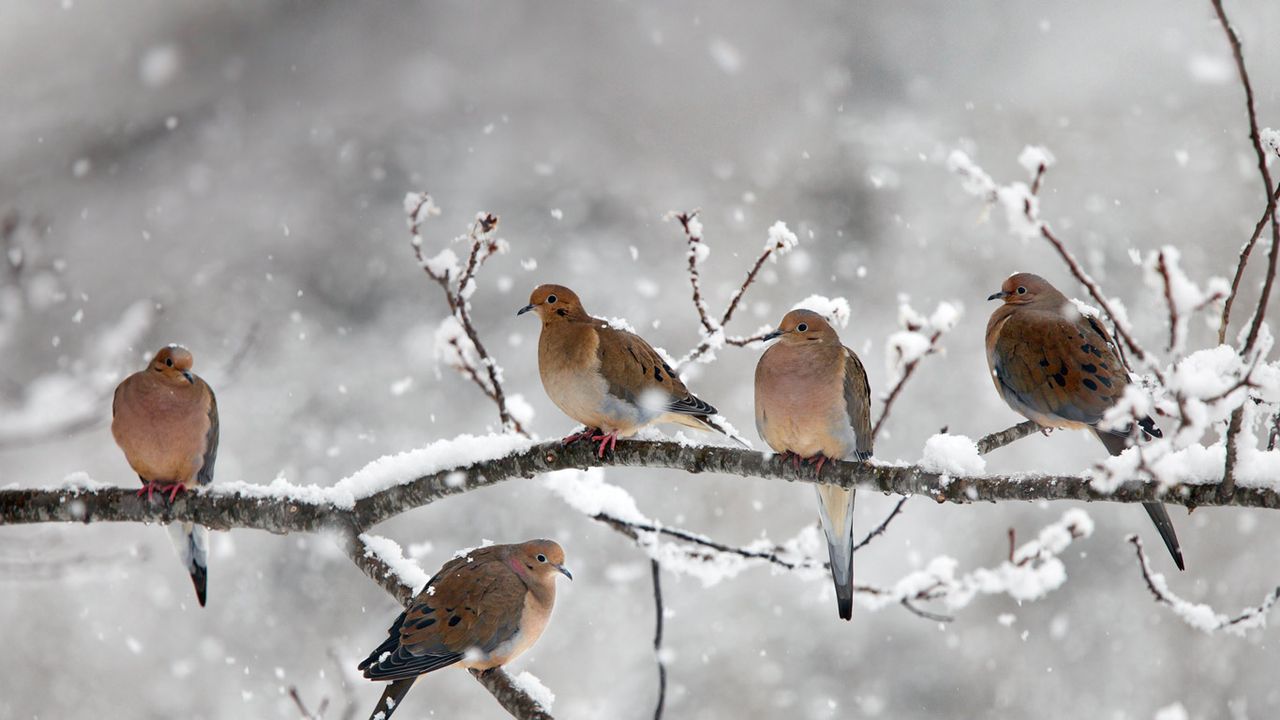 [今日大雪] 加拿大，新斯科舍省，贝尔河附近的哀鸽