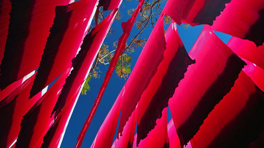 Zum Trocknen aufgehängte, gefärbte Seidentücher in Marrakesch, Marokko 