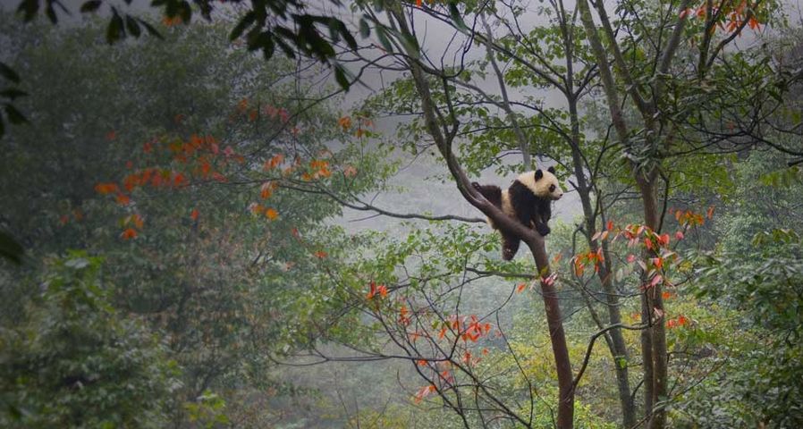 Ein junger Pandabär klettert in einem Baum in Ya'an, China – Keren Su/Corbis ©