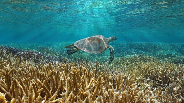 一只绿海龟在太平洋中游泳,法国海外属地新喀里多尼亚