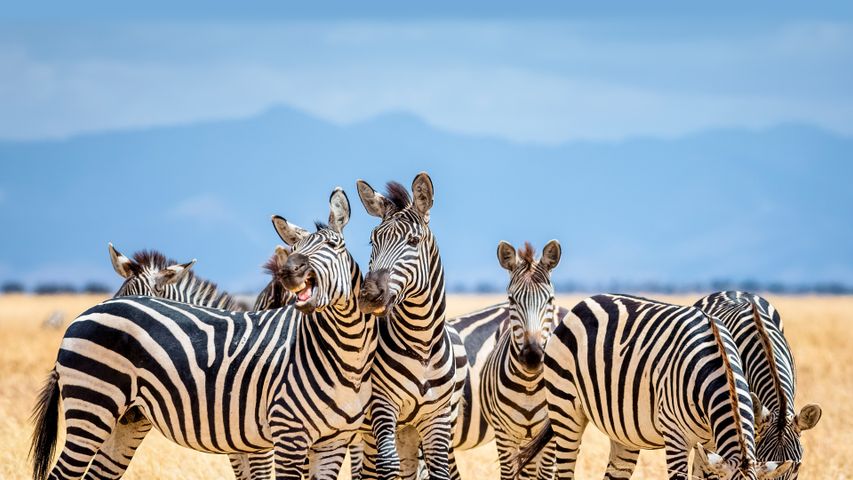 Zebras im Tarangire-Nationalpark, Tansania