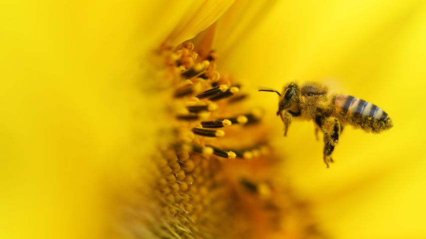 Biene im Sonnenblumenfeld bei Fresdorf