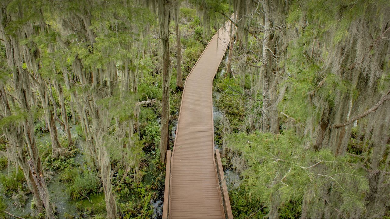 奥克弗诺基沼泽木板路上的西班牙苔藓，佐治亚州，美国