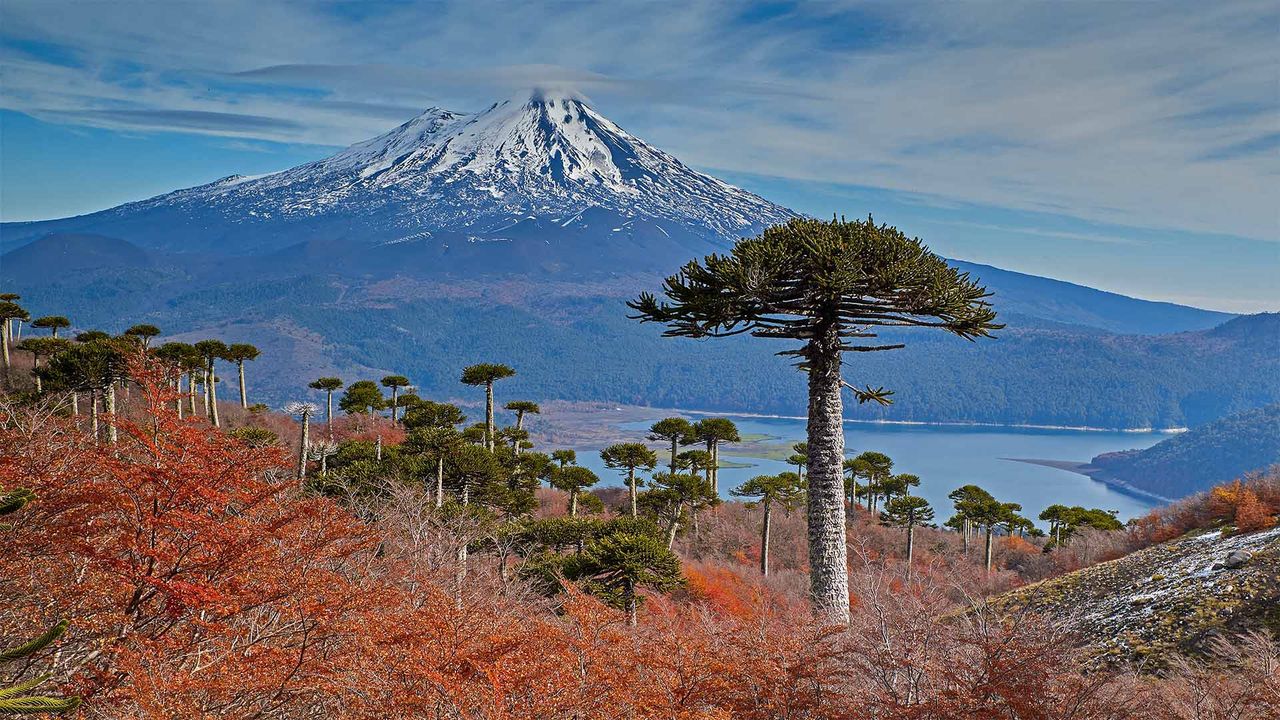 亚伊马火山与前景中的智利南洋杉，智利孔吉利奥国家公园