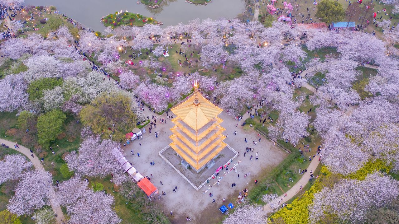 东湖樱花园的樱花，武汉，中国