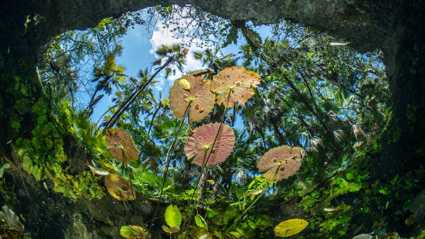 Seerosen an der Oberfläche des Cenote Nicte-Ha, Tulum, Mexiko