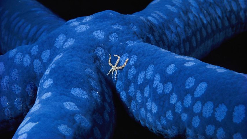 Ein Schlangenstern und ein Blauer Seestern vor der Küste der Salomon-Inseln