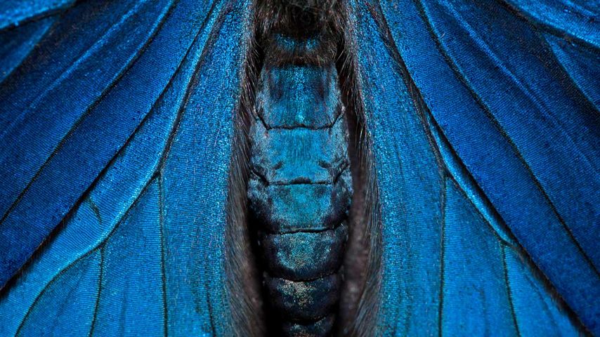 Großaufnahme eines Schmetterlings, Nationalpark Yasuní, Amazonas-Tiefland, Ecuador
