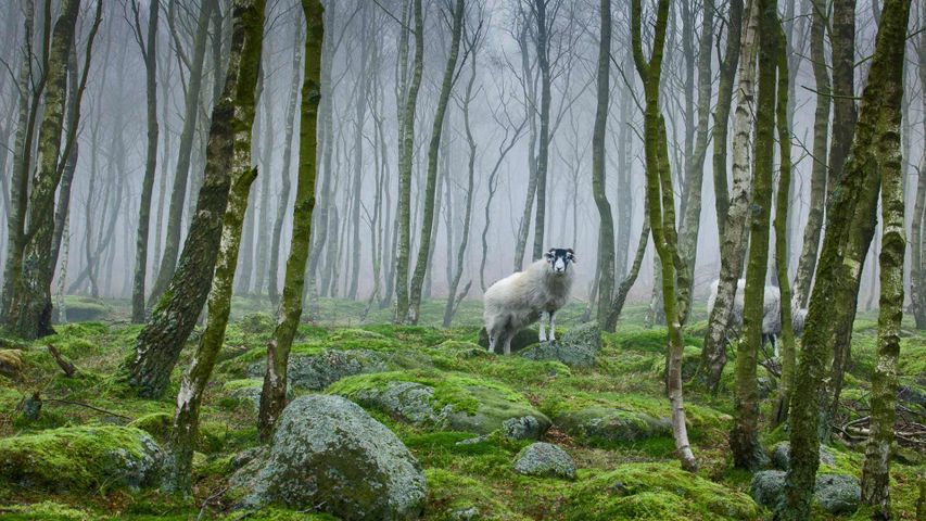 Schafe im Peak-District-Nationalpark, Grafschaft Derbyshire, England 