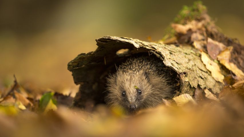 Europäischer Igel, der sich in der Baumrinde versteckt, Sussex, England