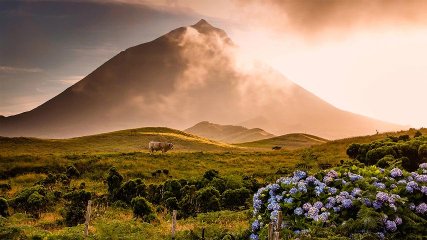 Ein Stier steht auf einem Feld unterhalb des Mount Pico, Insel Pico, Azoren