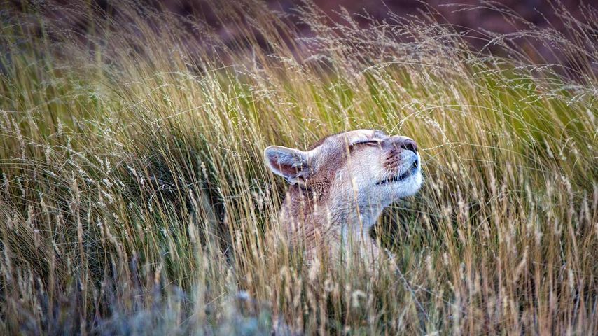 Puma im Nationalpark Torres del Paine, Chile 