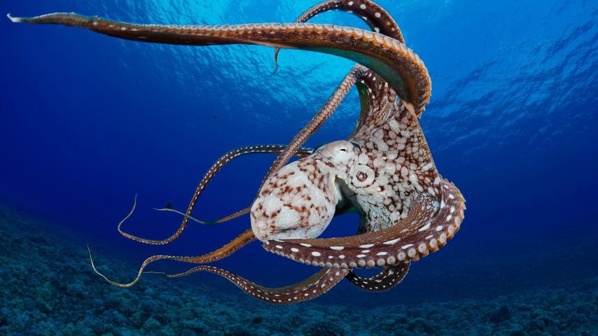 Großer Blauer Krake (Octopus cyanea) im Wasser in der Nähe von Lanai, Hawaii