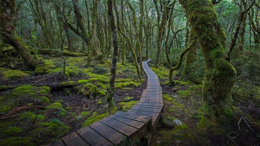 Erhöhter Holzbohlenweg im Cradle-Mountain-Lake-St.-Clair-Nationalpark, Tasmanien, Australien 