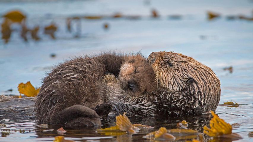 Seeotterweibchen mit Jungtier, Monterey Bay, Kalifornien, USA