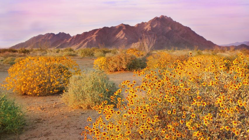 Im Frühling blühende Sträucher, Sonora-Wüste, Arizona, USA